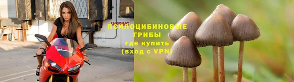 сатива Абинск